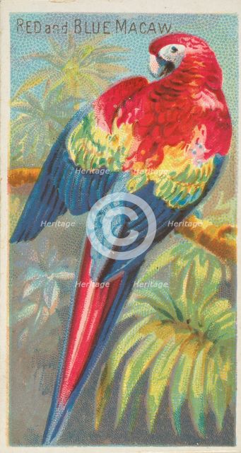 Red and Blue Macaw, from the Birds of the Tropics series (N5) for Allen & Ginter Cigarette..., 1889. Creator: Allen & Ginter.