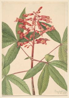 Red Buckeye (Aesculus pavia), 1918. Creator: Mary Vaux Walcott