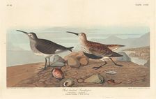 Red-backed Sandpiper, 1836. Creator: Robert Havell