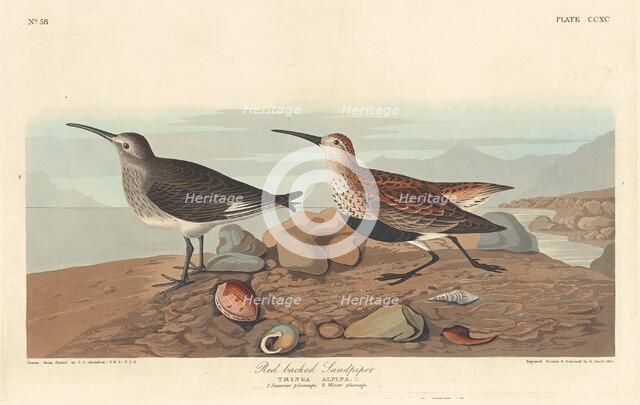 Red-backed Sandpiper, 1836. Creator: Robert Havell.