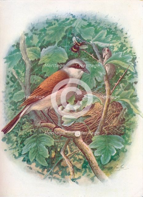 'Red-Backed Shrike - La'nius collu'rio', c1910, (1910). Artist: George James Rankin.
