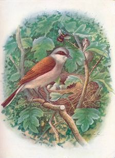Red-Backed Shrike - La'nius collu'rio c1910, (1910). Artist: George James Rankin