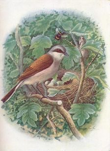 Red-Backed Shrike - La'nius collu'rio c1910, (1910). Artist: George James Rankin