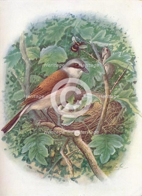 'Red-Backed Shrike - La'nius collu'rio', c1910, (1910). Artist: George James Rankin.