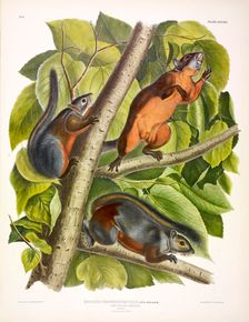 Red-Bellied Squirrel, Sciurus Feruginiventris, 1845