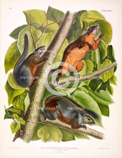 Red-Bellied Squirrel, Sciurus Feruginiventris, 1845.