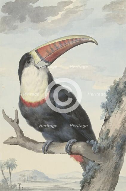 Red-billed Toucan, 1748. Creator: Aert Schouman.