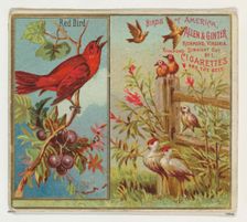 Red Bird, from the Birds of America series (N37) for Allen & Ginter Cigarettes, 1888., 1888. Creator: Allen & Ginter