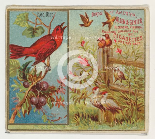 Red Bird, from the Birds of America series (N37) for Allen & Ginter Cigarettes, 1888., 1888. Creator: Allen & Ginter.