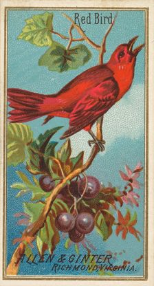 Red Bird, from the Birds of America series (N4) for Allen & Ginter Cigarettes Brands, 1888. Creator: Allen & Ginter
