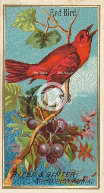 Red Bird, from the Birds of America series (N4) for Allen & Ginter Cigarettes Brands, 1888. Creator: Allen & Ginter.