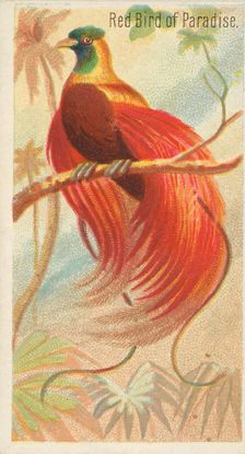 Red Bird of Paradise, from the Birds of the Tropics series (N5) for Allen & Ginter Cigaret..., 1889. Creator: Allen & Ginter