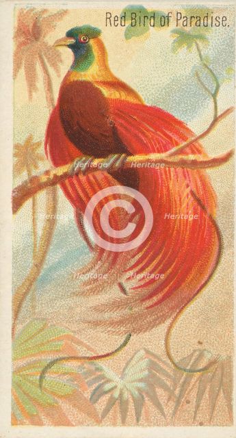 Red Bird of Paradise, from the Birds of the Tropics series (N5) for Allen & Ginter Cigaret..., 1889. Creator: Allen & Ginter.