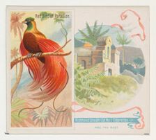 Red Bird of Paradise, from Birds of the Tropics series (N38) for Allen & Ginter Cigarettes..., 1889. Creator: Allen & Ginter