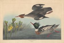 Red-breasted Merganser, 1838. Creator: Robert Havell