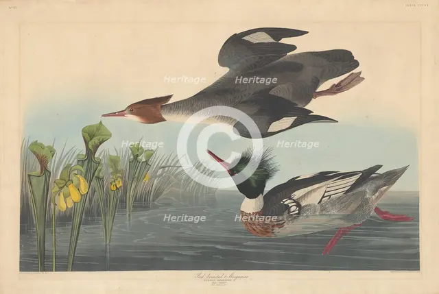 Red-breasted Merganser, 1838. Creator: Robert Havell.