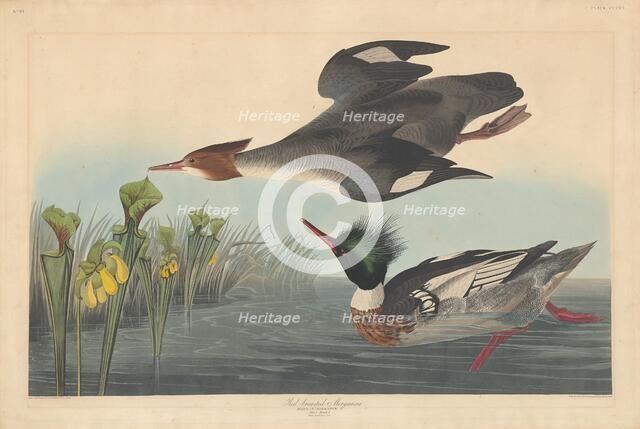 Red-breasted Merganser, 1838. Creator: Robert Havell.