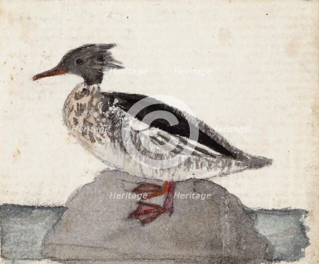Red-Breasted Merganser, 1831. Creator: Ferdinand von Wright.