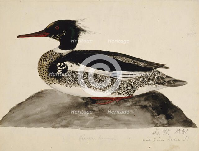 Red-Breasted Merganser, Male, 1831. Creator: Ferdinand von Wright.