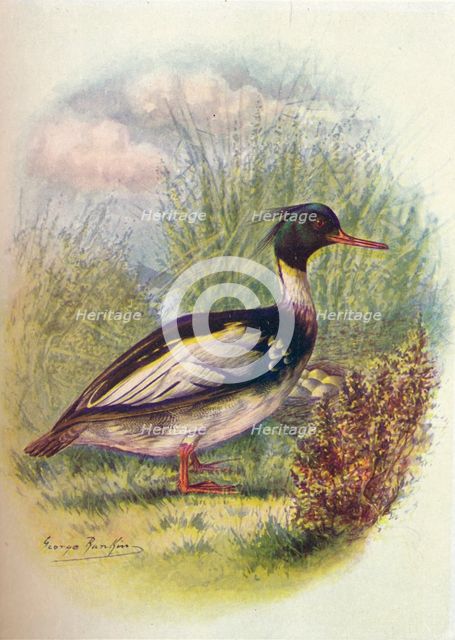 'Red-Breasted Merganser - Mer'gus serra'tor', c1910, (1910). Artist: George James Rankin.