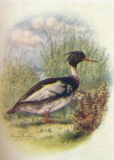 Red-Breasted Merganser - Mer'gus serra'tor c1910, (1910). Artist: George James Rankin