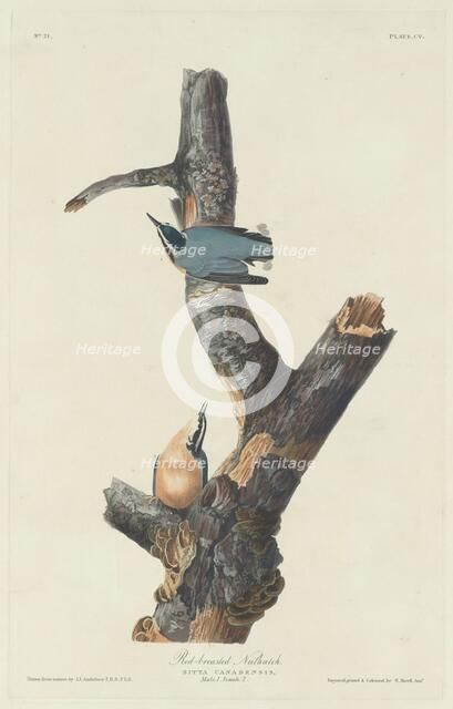 Red-breasted Nuthatch, 1831. Creator: Robert Havell.