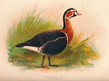 Red-Breasted Goose (Branta ruficollis) 1900, (1900). Artist: Charles Whymper