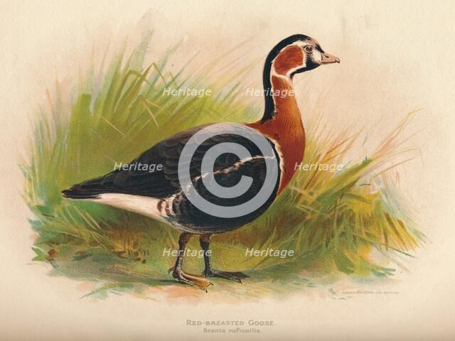 'Red-Breasted Goose (Branta ruficollis)', 1900, (1900). Artist: Charles Whymper.