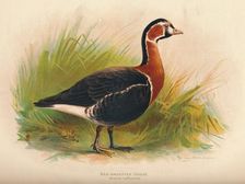 Red-Breasted Goose (Branta ruficollis) 1900, (1900). Artist: Charles Whymper