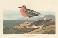 Red-breasted Sandpiper, 1836. Creator: Robert Havell