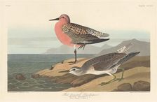 Red-breasted Sandpiper, 1836. Creator: Robert Havell