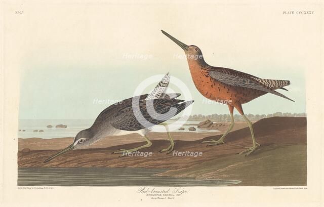Red-breasted Snipe, 1836. Creator: Robert Havell.