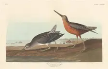 Red-breasted Snipe, 1836. Creator: Robert Havell
