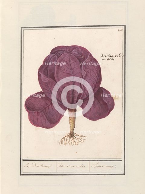 Red cabbage (Brassica oleracea convar. capitata var. rubra), 1596-1610. Creators: Anselmus de Boodt, Elias Verhulst.