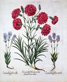 Red Carnation and Lavender, from Hortus Eystettensis by Basil Besler (1561-1629), pub. 1613 (hand