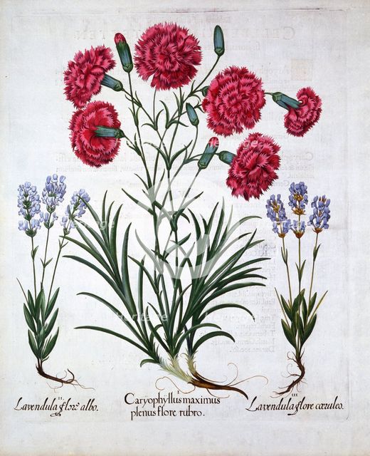 Red Carnation and Lavender, from 'Hortus Eystettensis', by Basil Besler (1561-1629), pub. 1613 (hand