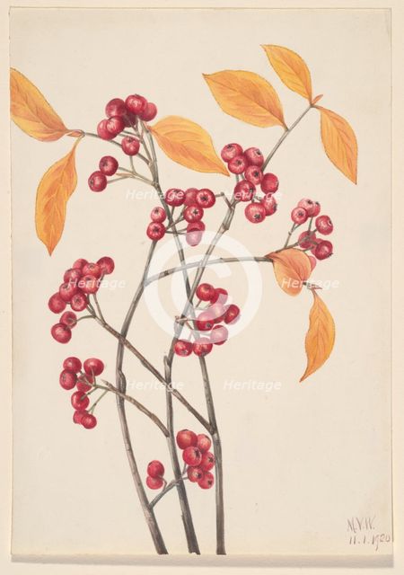 Red Chokeberry (Aronia arbutifolia), 1920. Creator: Mary Vaux Walcott.