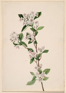 Red Chokeberry (Aronia arbutifolia), ca. 1920s. Creator: Mary Vaux Walcott
