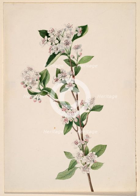 Red Chokeberry (Aronia arbutifolia), ca. 1920s. Creator: Mary Vaux Walcott.