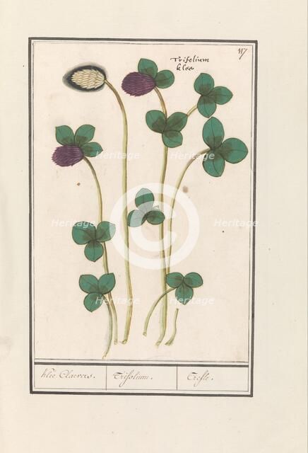 Red clover (Trifolium pratense), 1596-1610. Creators: Anselmus de Boodt, Elias Verhulst.