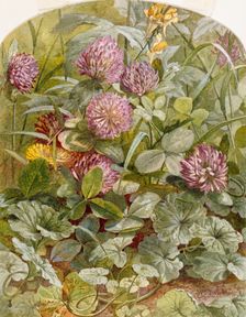 Red Clover with Butter-and-Eggs and Ground Ivy, 1860. Creator: William Trost Richards