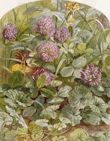 Red Clover with Butter-and-Eggs and Ground Ivy, 1860. Creator: William Trost Richards