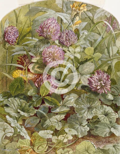 Red Clover with Butter-and-Eggs and Ground Ivy, 1860. Creator: William Trost Richards.
