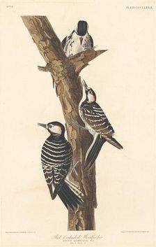 Red-cockaded Woodpecker, 1837. Creator: Robert Havell