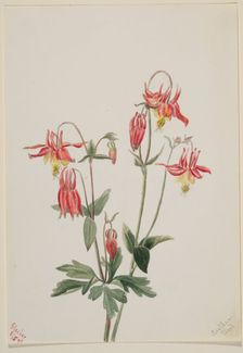 Red Columbine (Aquilegia formosa), 1897. Creator: Mary Vaux Walcott