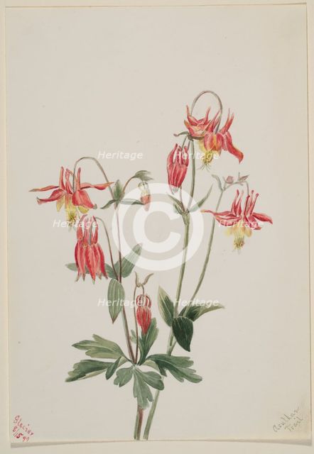 Red Columbine (Aquilegia formosa), 1897. Creator: Mary Vaux Walcott.