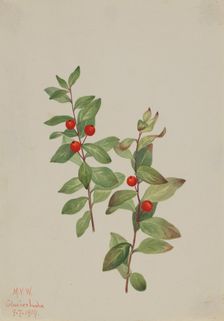 Red Comandra (Comandra livida), 1919. Creator: Mary Vaux Walcott