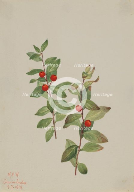 Red Comandra (Comandra livida), 1919. Creator: Mary Vaux Walcott.