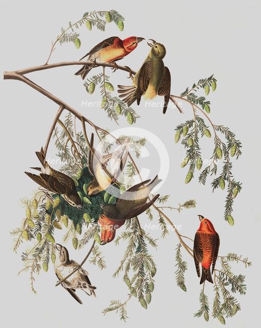 Red Crossbill, Loxia Curvirostra, 1845.