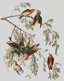 Red Crossbill, Loxia Curvirostra, 1845